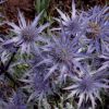 Eryngium Bourgatii